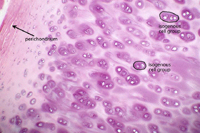 chondrocytes